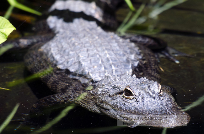 alligator_0688B.jpg