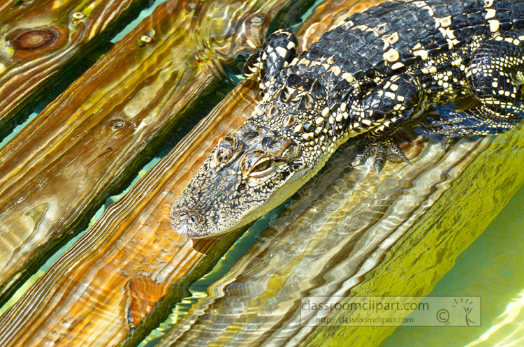 alligator_1944b.jpg