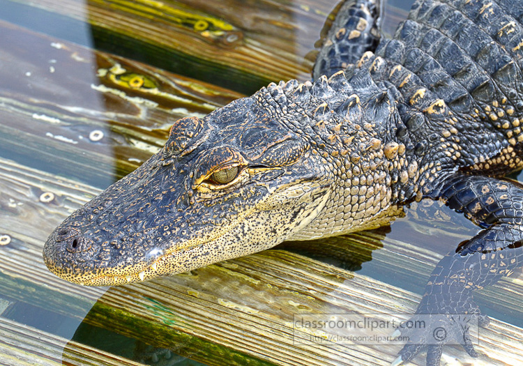 alligator_photo_1671AA.jpg