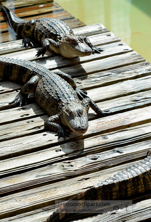 alligator_photo_1674A.jpg