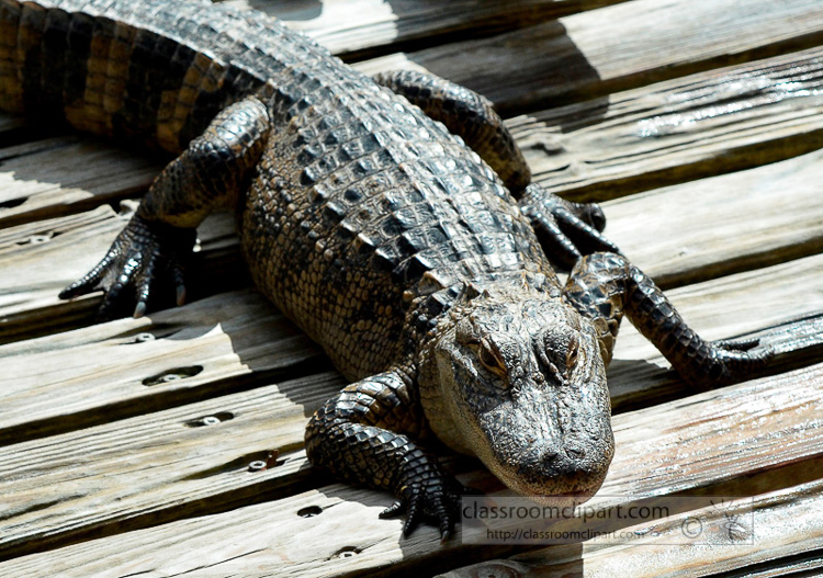 alligator_photo_1674b.jpg