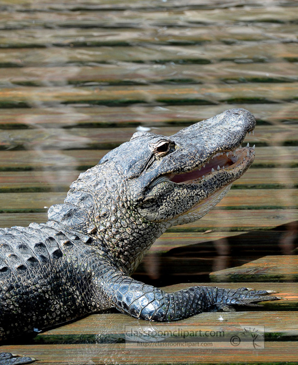 alligator_photo_1682A.jpg