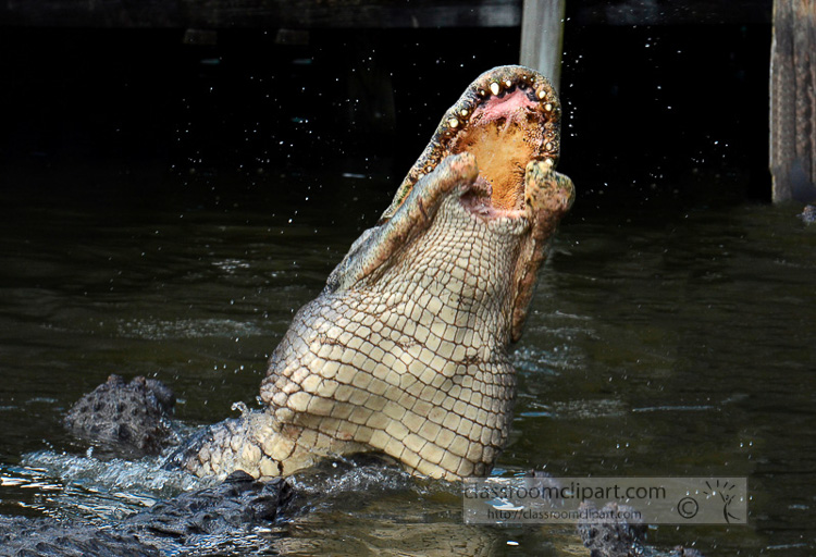 alligator_photo_1885B.jpg