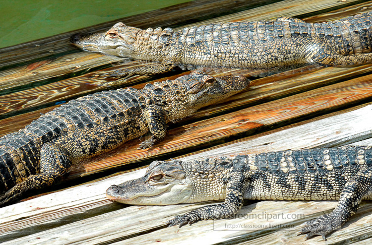 alligator_photo_1939C.jpg