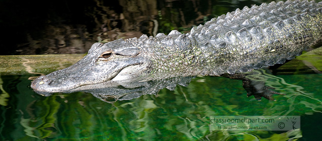 alligator_tzo_242.jpg