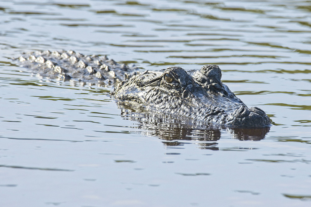 american-alligator-floating-in-water.jpg