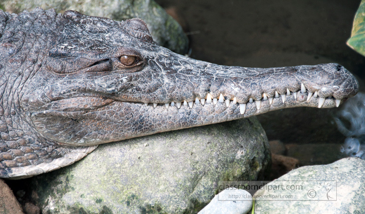 crocodile-closeup-photo-6395.jpg
