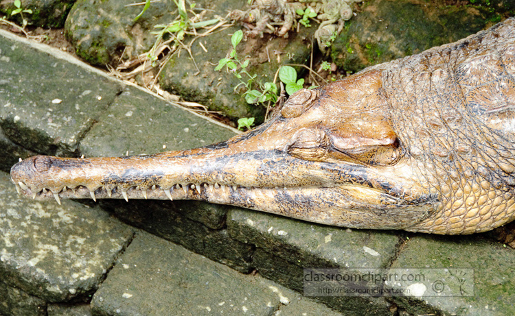 crocodile-closeup-pic-indonesia-6420a.jpg