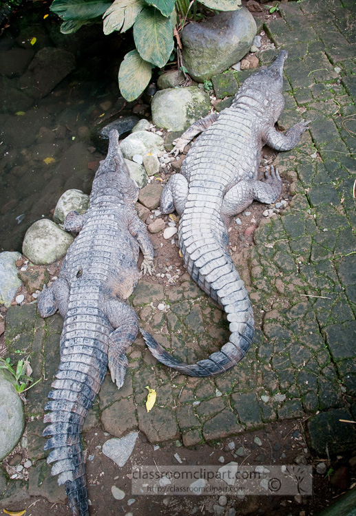 crocodile-photo-6391.jpg