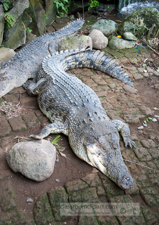 crocodile-photo-6400.jpg