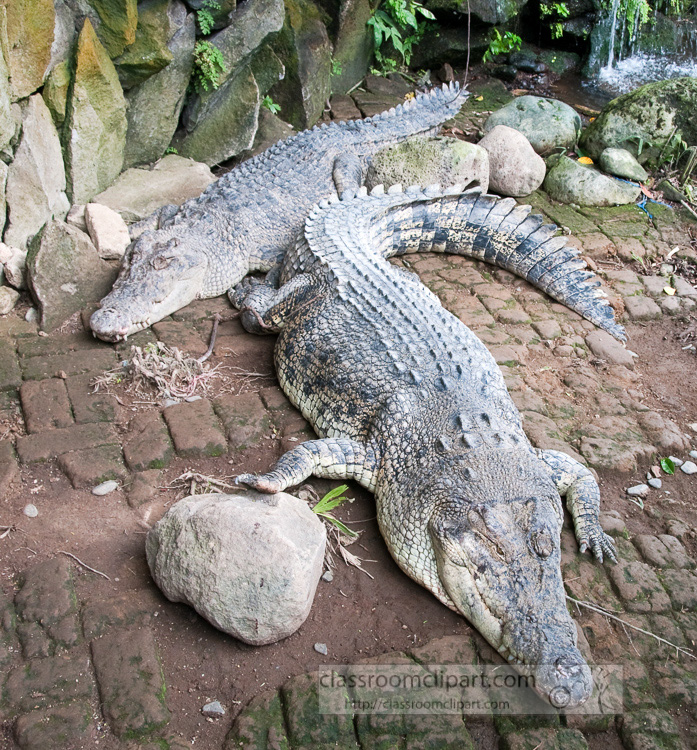 crocodile-photo-6404b.jpg