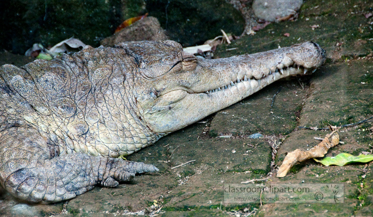 crocodile-picture_6186.jpg