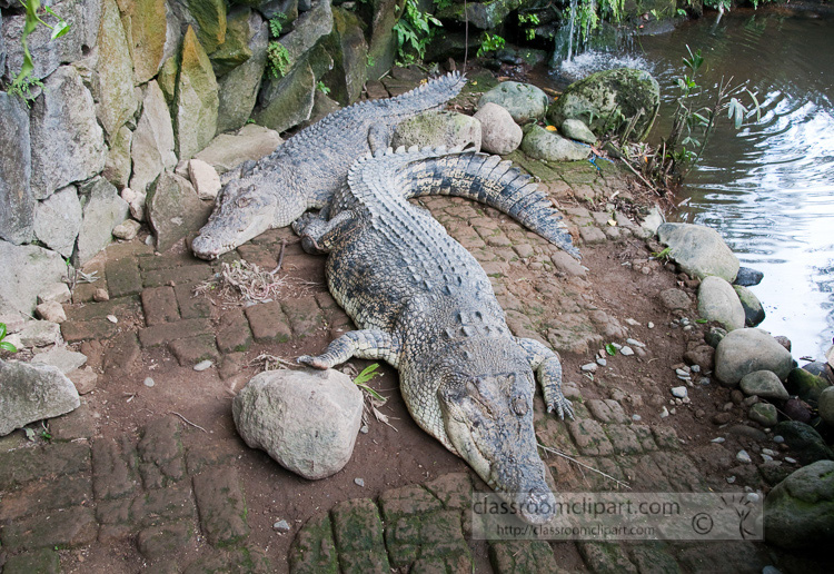 two-crocodile-near-water-indonesia-photo-6404.jpg