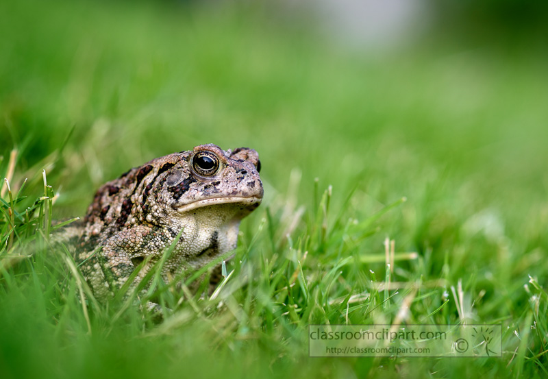 Woodhouse-Toad-front-View-in-grass-Tennessee-R6614E.jpg