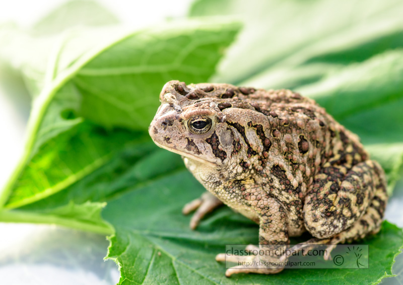 Woodhouse-Toad-sitting-on-green-leaf-Tennessee-photo-558E.jpg