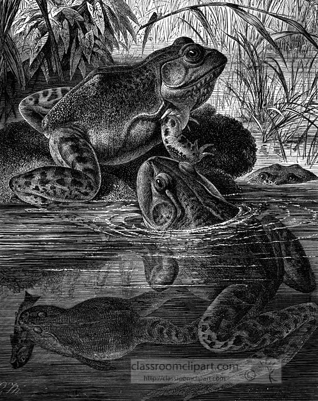 bullfrogs-in-water.jpg