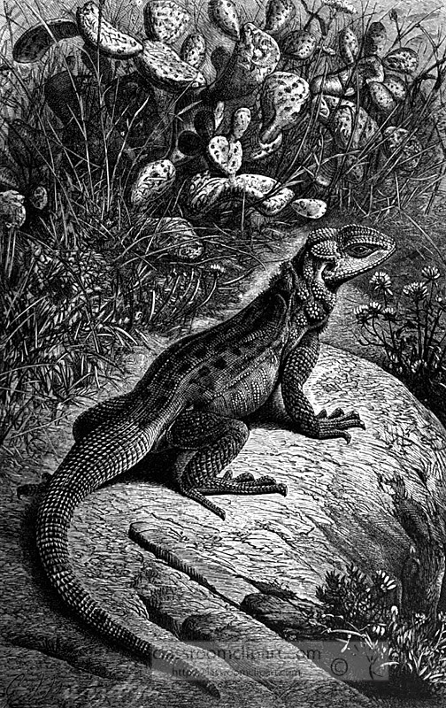 rough-tailed-agama-basking.jpg