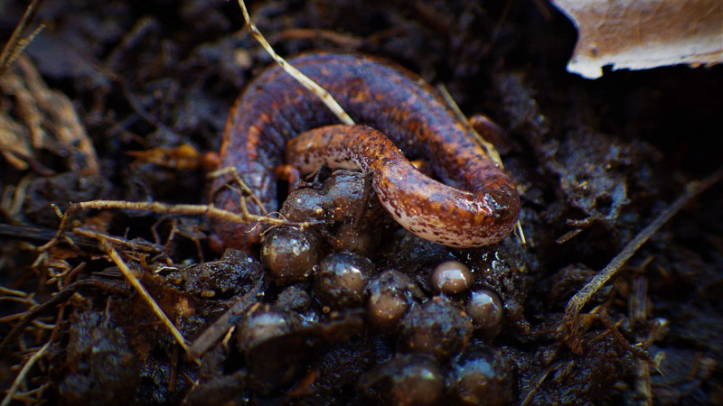 four-toed-salamander-hemidactylium-scutatum-with-egg-clutch.jpg
