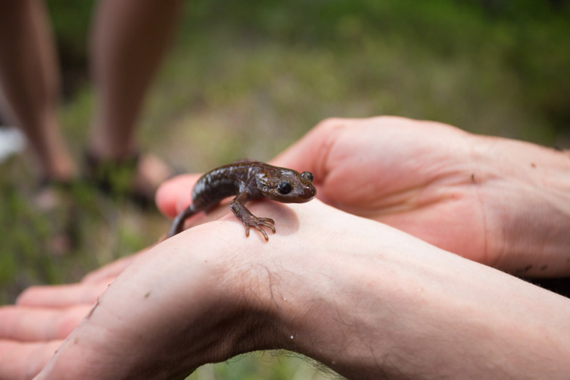 holding-salamander-in-hand-photo.jpg