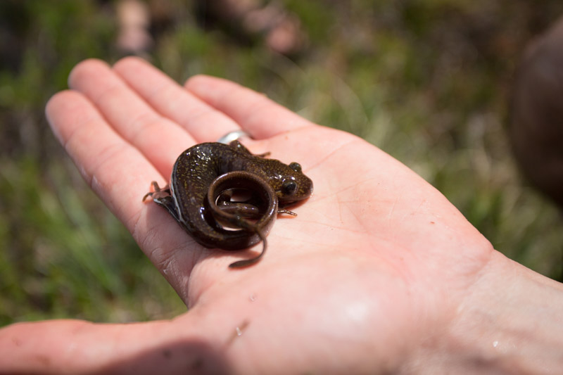 photo-curled-up-salamander-in-hand-photo.jpg