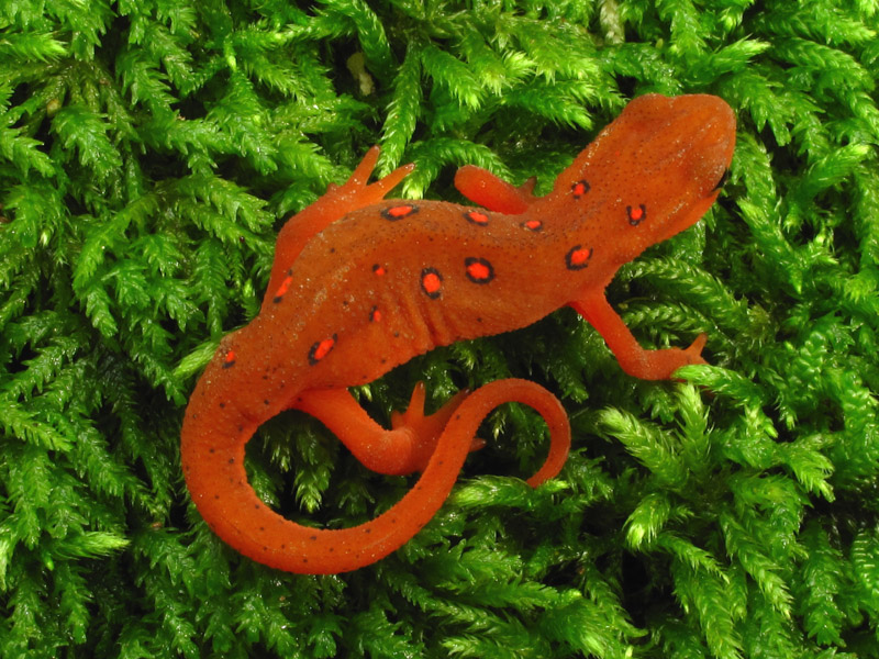photo-of-a-red-spotted-newt-amphibian.jpg
