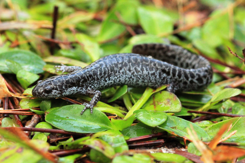 photo-of-frosted-flatwoods-salamander-on-plants.jpg