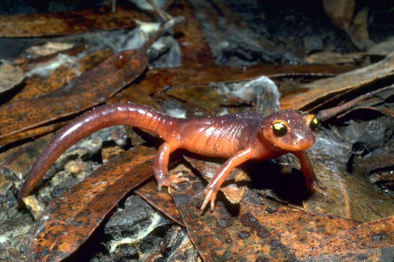 photo-of-salamander-on-fall-folliage.jpg