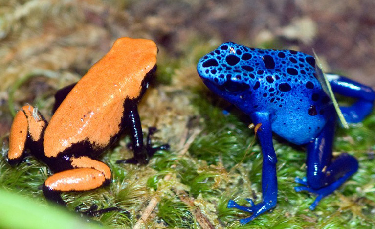 two-frogs-blue-orange.jpg