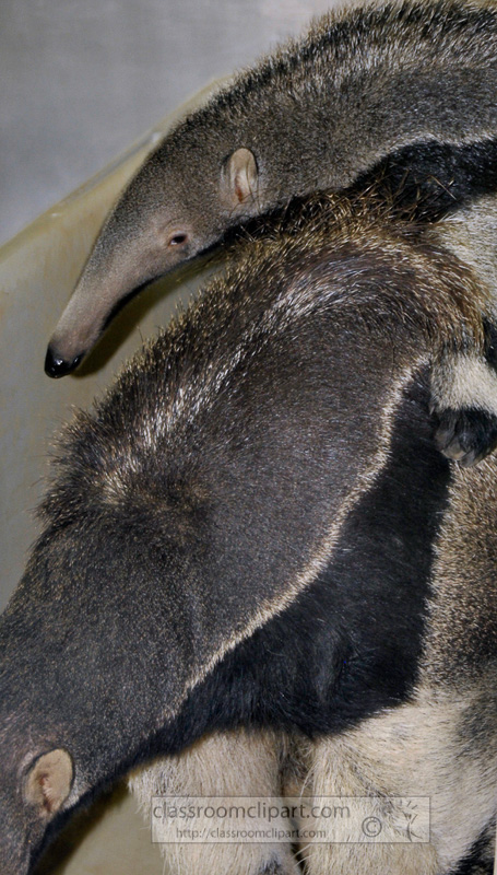 anteater-picture-image-2744A.jpg