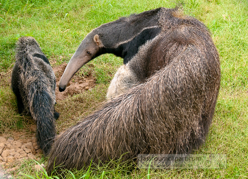 anteater-picture-image-2796.jpg