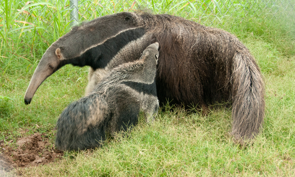 anteater-picture-image-2856.jpg