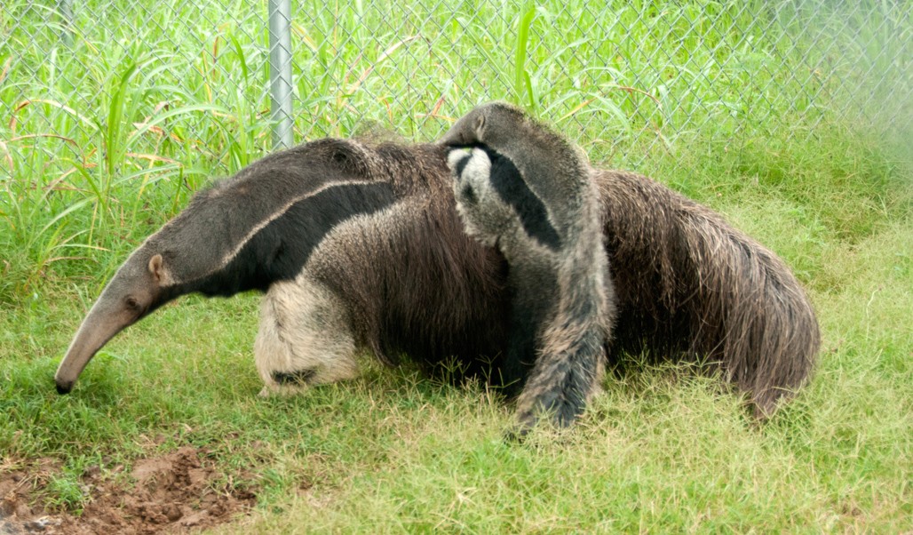 anteater-picture-image-2857.jpg