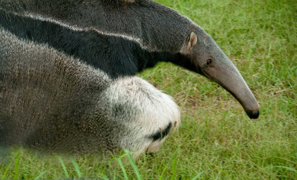 anteater-picture-image-2874A.jpg