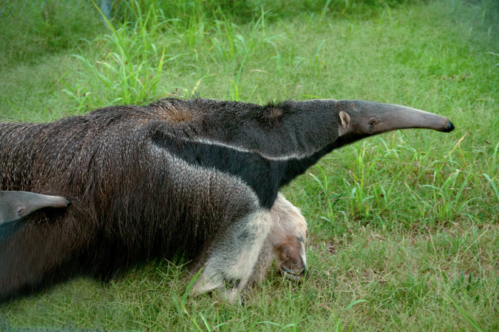 anteater-picture-image-2879.jpg