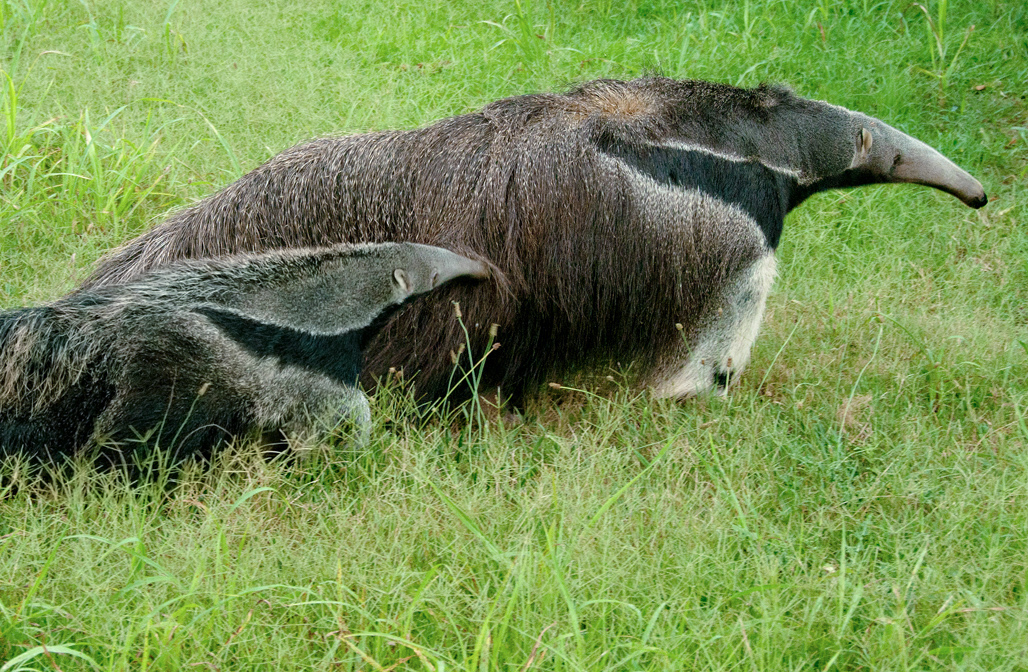 anteater-picture-image-2884A.jpg
