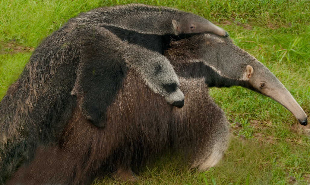 anteater-picture-image-2891e.jpg