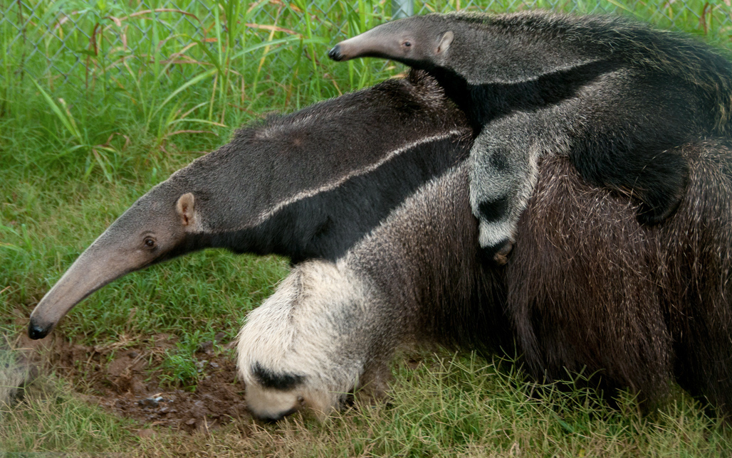 anteater-picture-image-2892.jpg