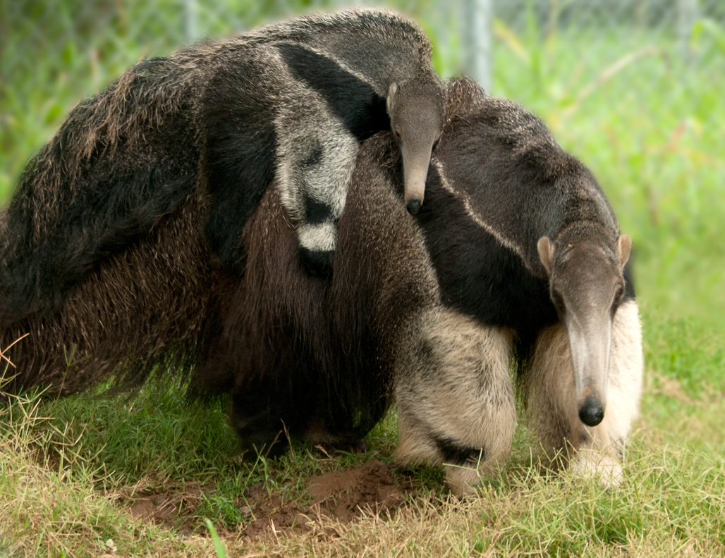 anteater-picture-image-2907B.jpg