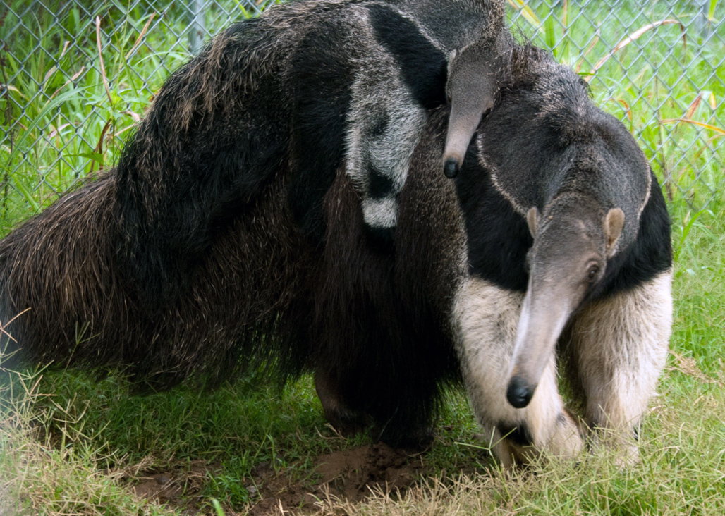 anteater-picture-image-2908.jpg