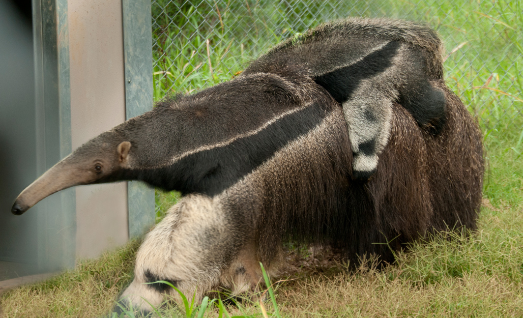 anteater-picture-image-2913b.jpg