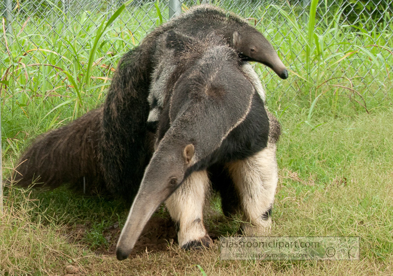 anteater-picture-image-2921A.jpg
