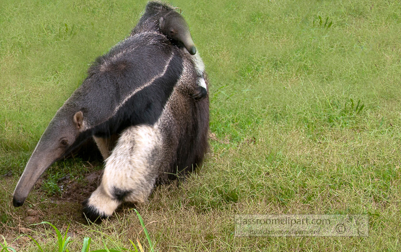 anteater-picture-image-2922A.jpg