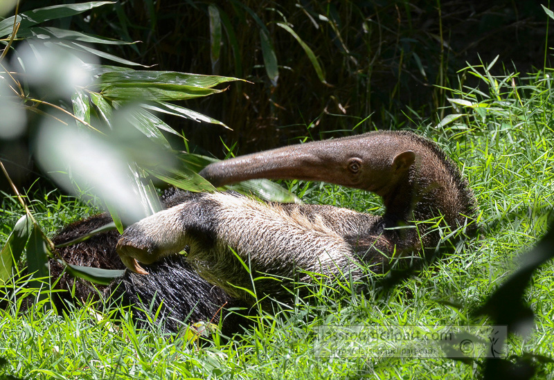 anteater_in_grass_0850A.jpg