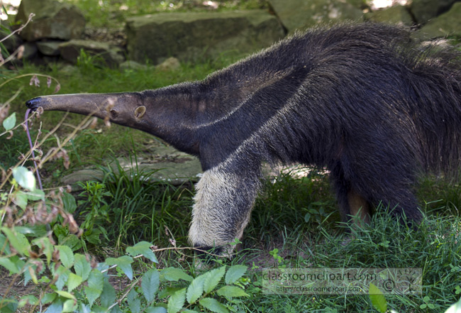 anteater_plants_0744.jpg
