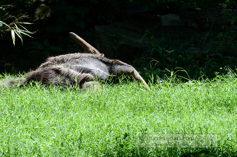 anteater_resting_in_grass_1008.jpg