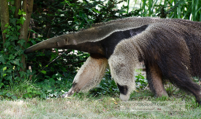 anteater_sideview_51A.jpg