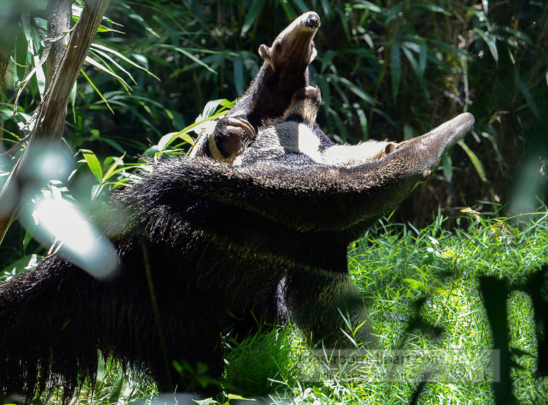 two_anteaters_playing_0809.jpg