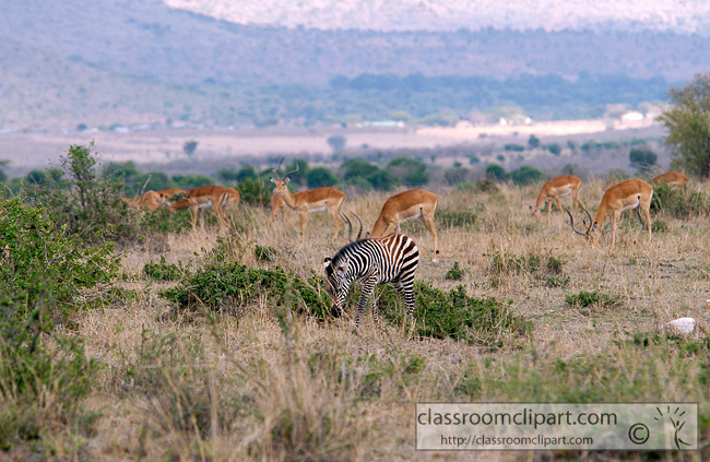 5_impala_zebras_africa_20.jpg