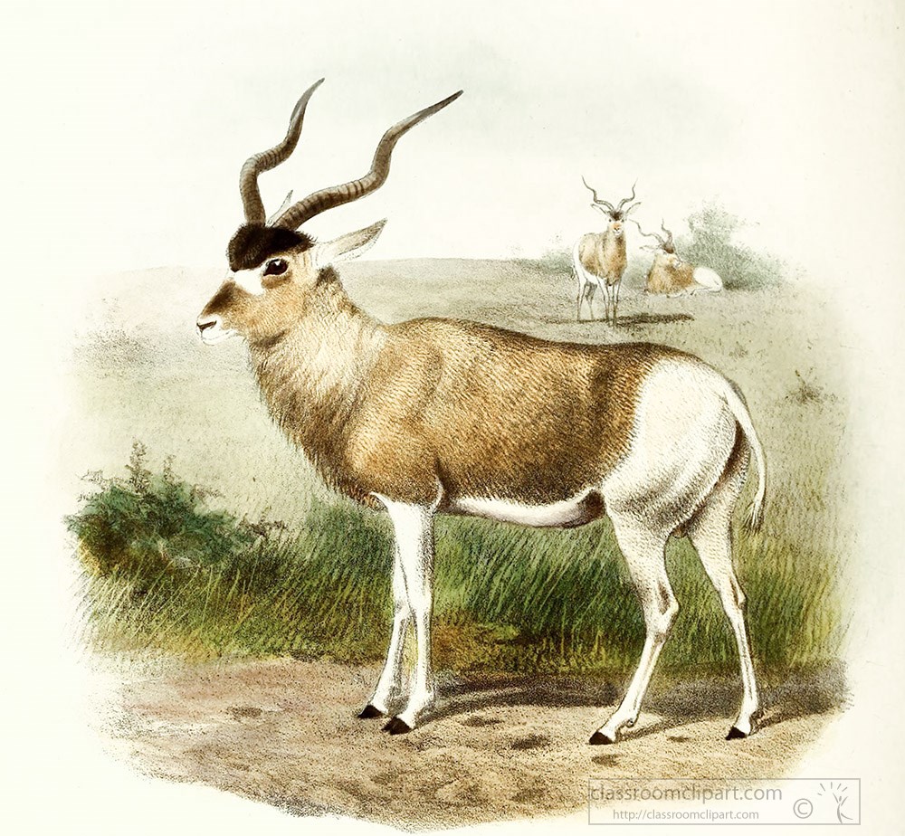 addax-antelope-color-llustration.jpg