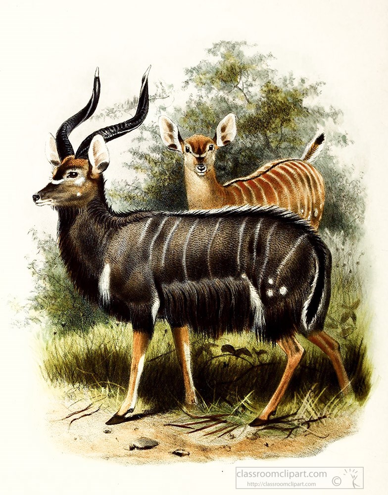 angus-antelope-color-illustration.jpg